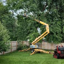 Reliable Annetta, TX Tree Services Solutions