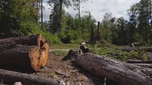 Best Firewood Processing and Delivery  in Annetta, TX