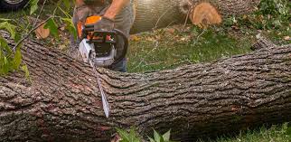 Best Tree Risk Assessment  in Annetta, TX