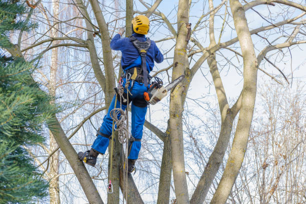 Best Hedge Trimming  in Annetta, TX