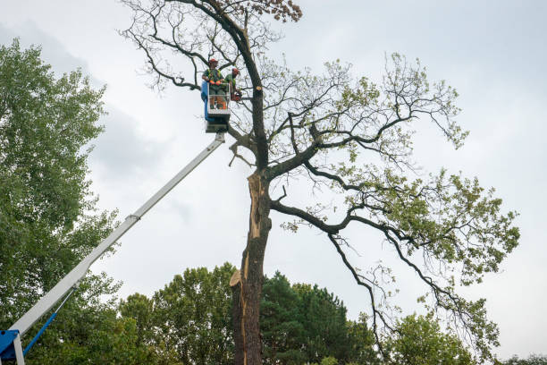 Best Commercial Tree Services  in Annetta, TX