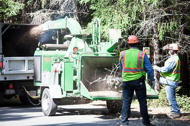 Seasonal Cleanup in Annetta, TX