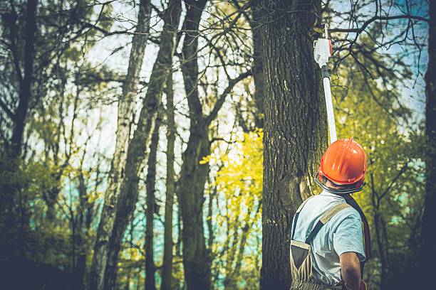 Best Storm Damage Tree Cleanup  in Annetta, TX