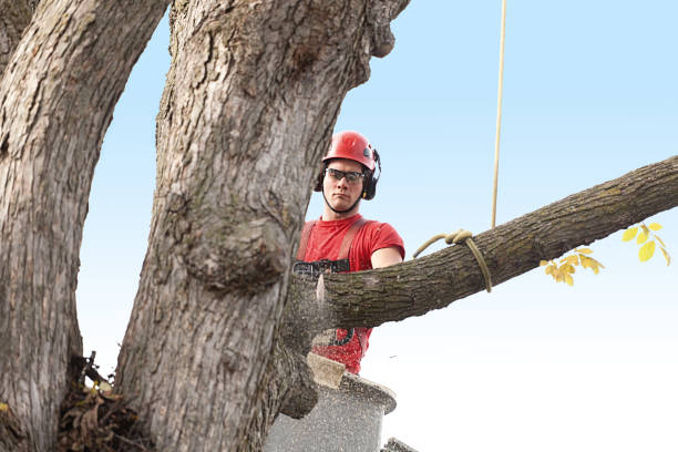 How Our Tree Care Process Works  in  Annetta, TX